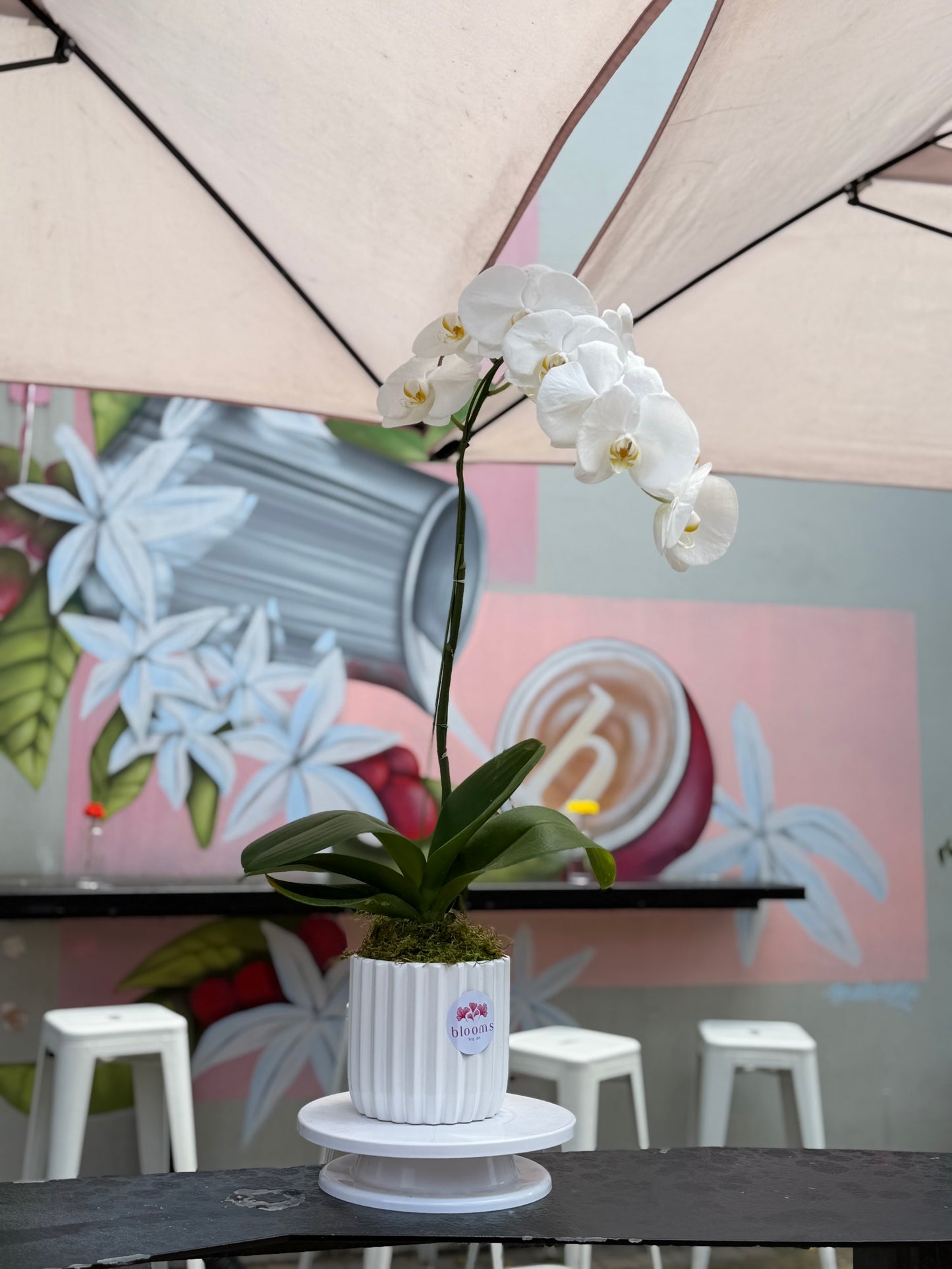 Orchid in a pot
